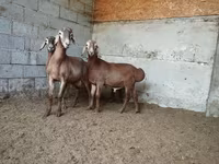 Montone, Rhon sheep — foto 6