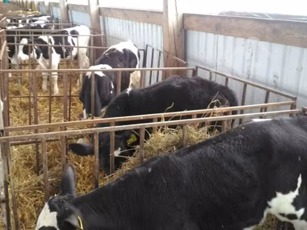 Bull, Holstein breed — Russia