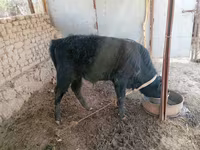 Pecore (lotto, sesso non specificato), Pecore — foto 3