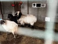 Kambing jantan, Sheep — foto 3