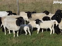 Schafe (Partie, Geschlecht nicht angegeben), Dorper sheep — Foto 1