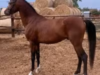 Hingst, Shagya — foto 4