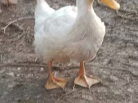 Ducks — 4-сурет