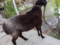 Kambing jantan, Sheep — foto 1