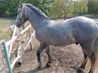 Koń, Lipizzaner — zdjęcie 5
