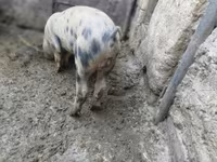 Babi hutan, Дюрок — foto 1