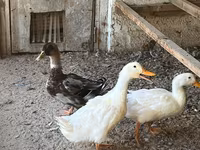 Ducks — ছবি 3