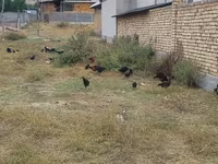 Chickens — फ़ोटो 2