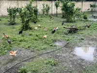 Chickens — foto 3