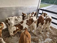 Bulle, Simmental cattle — Foto 1