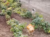 Brahma — foto 2