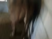 ხარი, გოლშტინური ჯიში — ფოტო 3