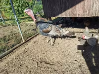 Turkeys — 照片 2