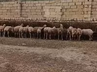 Quzu kəsimi və təmizlənmiş ət - Yerli təsərrüfatda yetişdirilən — புகைப்படம் 6