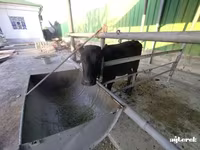 牛只（批次，未指定性别）, Cattle — 照片 2