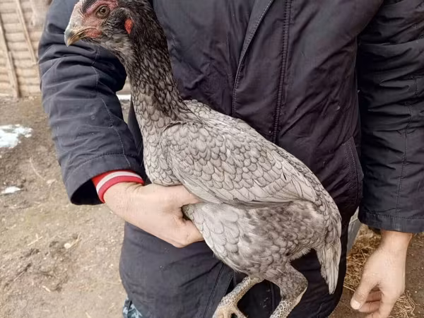 ردکپ دربی‌شر