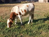วัวตัวเมีย, Swiss cattle — รูปภาพ 1