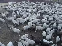 میش, Hampshire sheep — عکس 1