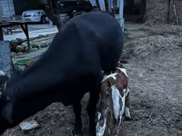 Krava, Latvian Blue cattle — foto 8