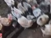Chickens — 4-сурет