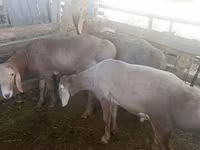 Montone, Arashan sheep — foto 4