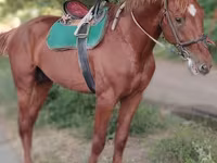 اسب نر, Trakehner — عکس 5