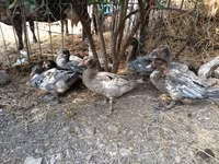 Ducks — Foto 6