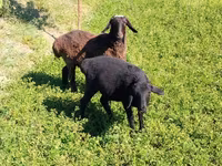 Kambing jantan, Sheep — foto 3