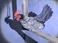 डेनिश हेन — फ़ोटो 7