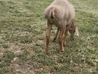 Pecora, Arashan sheep — foto 4