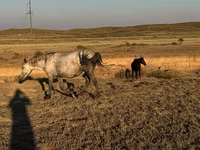 Faras dhaddig, Horses — sawirka 6