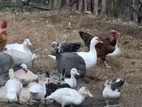 Ducks — photo 2