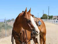 Jument, Quarter Horse — photo 4