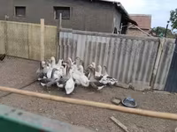 Geese — акс 1