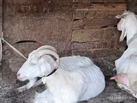 ፍየል, Goats — ፎቶ 2