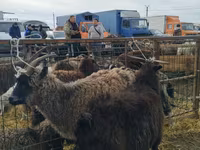 암염소, Alpine goat — 사진 1