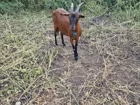Capra, Capre — foto 4