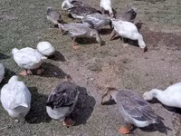 Geese — foto 4