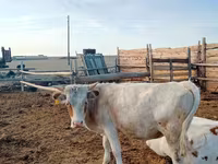 Toro, Simmental cattle — foto 2