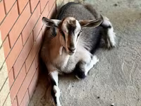 Capra, Saanen goat — foto 6