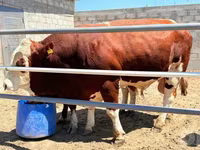 Tyre, Simmental cattle — foto 3