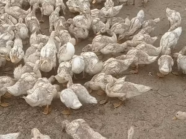 Ducks