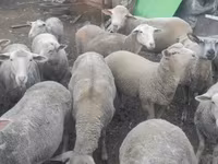 قوچ, Merino sheep — عکس 2