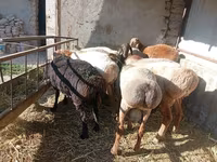 Beran, Ovce — foto 1