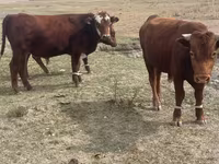 گاو نر, گاو سفیدسر قزاقستانی — عکس 4