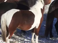 Lovak (tétel, nem megadva), Horse breed — 2. fotó