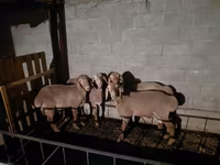Ovce, Arashan sheep — foto 2