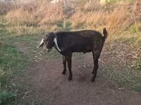 ஆண் வெள்ளாடு, Nubian Goat — புகைப்படம் 4