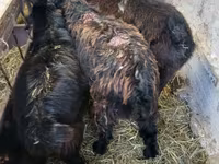 Billy Goat, Goats — photo 1