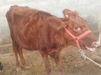 Koe, Red Estonian cattle — foto 1